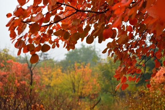 紅葉 紅櫨