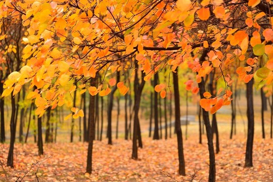 紅葉