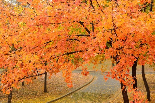 紅葉