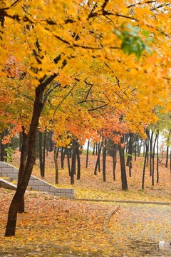 紅葉 黃葉