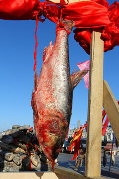 冬捕 魚 東北 胖頭魚 淡水魚