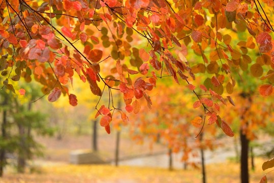 紅葉
