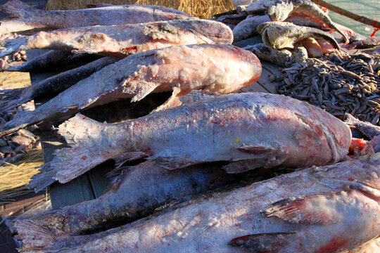 冬捕 魚(yú) 東北 胖頭魚(yú) 淡水魚(yú)