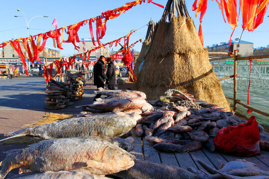冬捕 魚(yú) 東北 胖頭魚(yú) 淡水魚(yú)