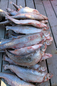 冬捕 魚(yú) 東北 胖頭魚(yú) 淡水魚(yú)