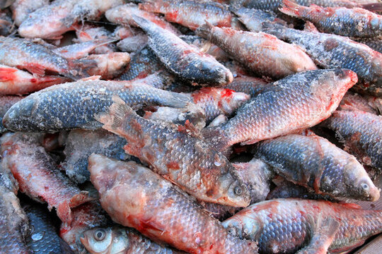 冬捕 魚(yú) 東北 胖頭魚(yú) 淡水魚(yú)