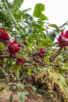 紅彤花