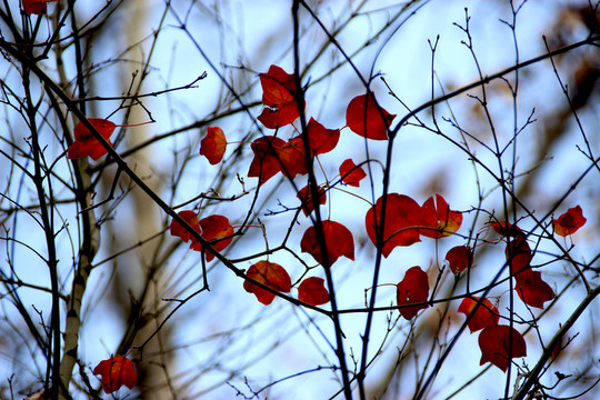 紅葉