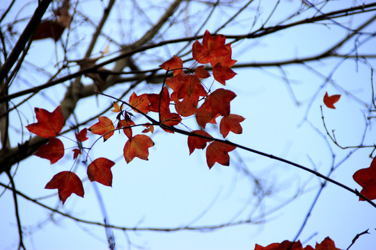 紅葉