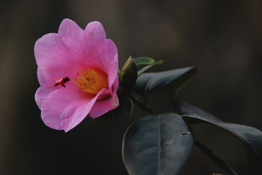山茶花