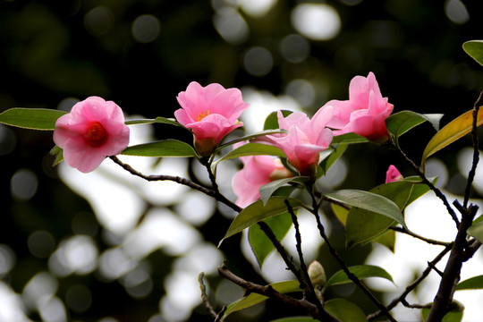 山茶花