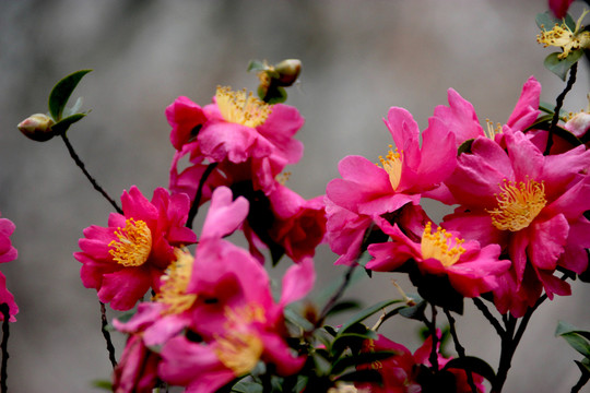 茶花