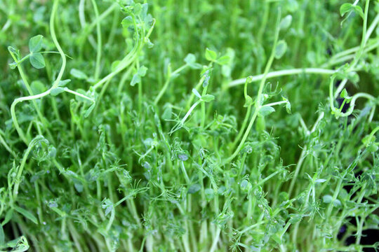 黃豆芽 綠色 植物