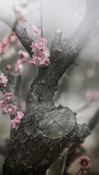 多重曝光淡雅梅花