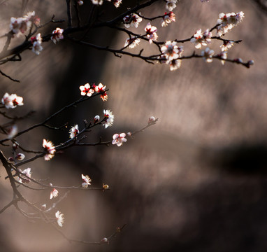 梅花