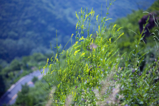 草