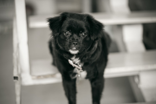 小黑狗