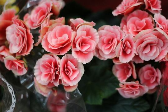 鮮花
