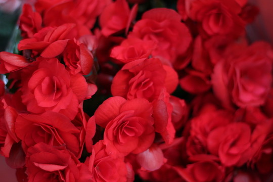 鮮花