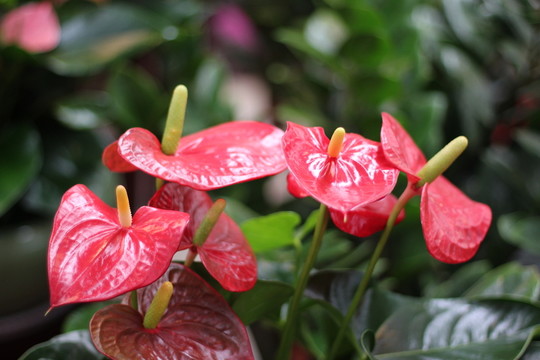 紅掌花