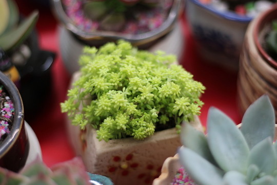 多肉植物