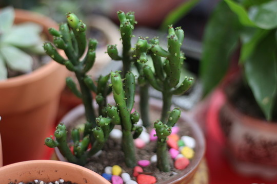 多肉植物
