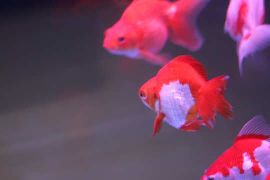 金魚