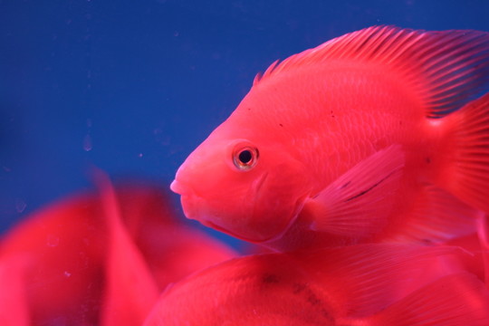 血鸚鵡魚