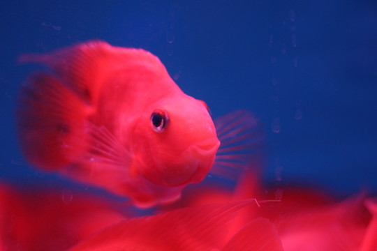 血鸚鵡魚