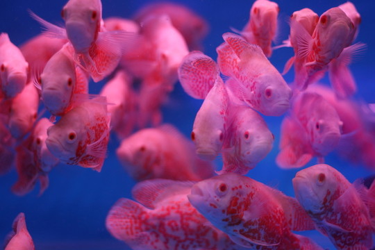 地圖魚