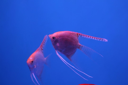 燕尾魚