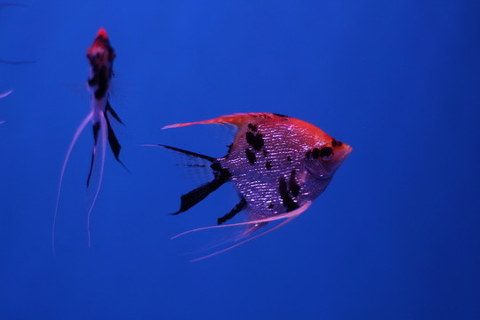 燕尾魚