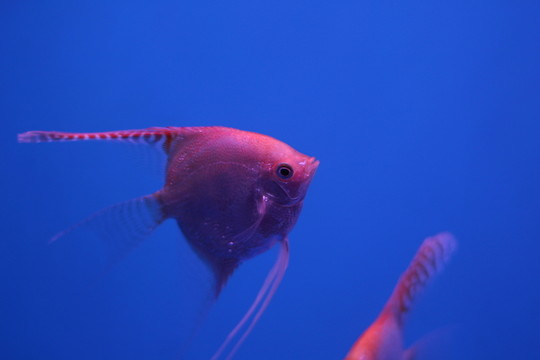 燕尾魚