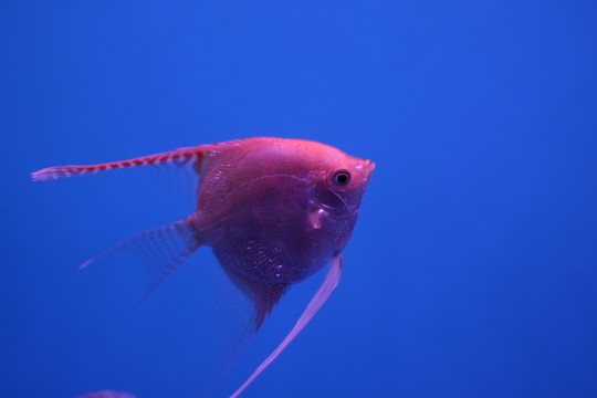 燕尾魚(yú)