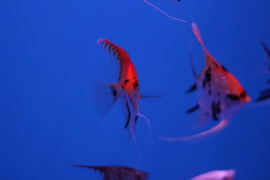 燕尾魚