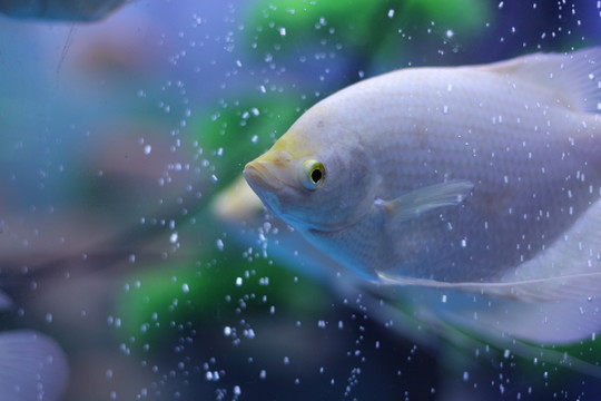 熱帶魚