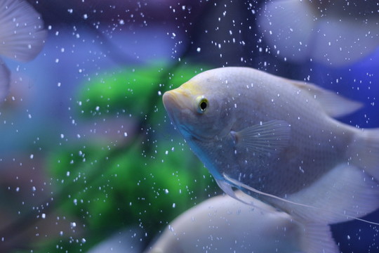 熱帶魚