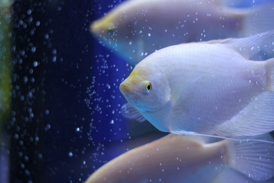 熱帶魚