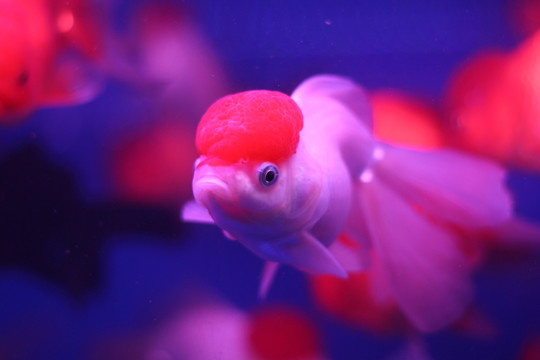 金魚