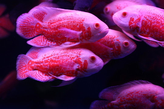 地圖魚