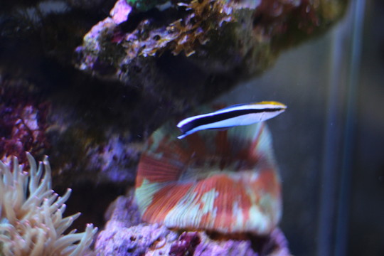 熱帶魚