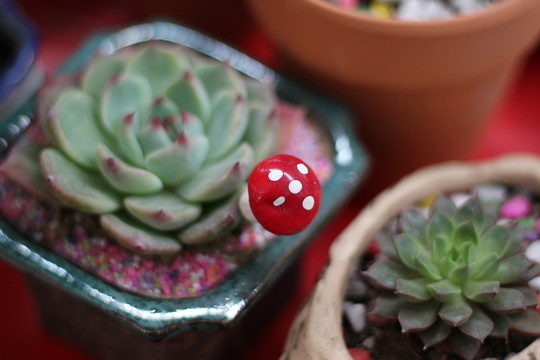 多肉植物