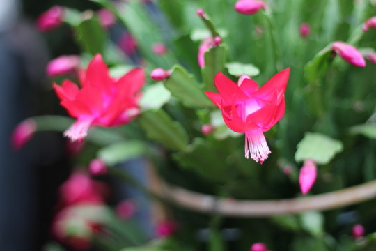 蟹爪蘭花