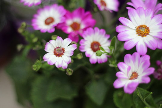 盆栽花卉