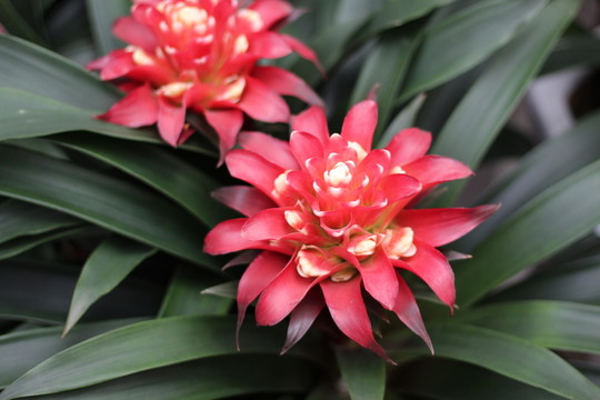 盆栽花卉