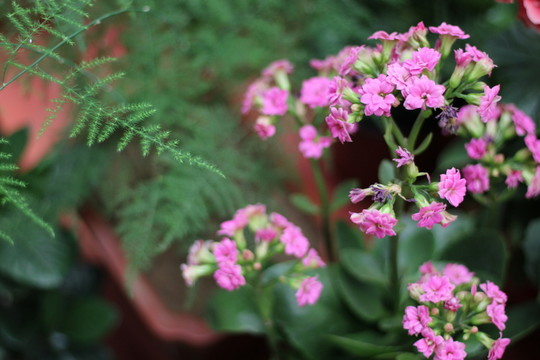 花卉