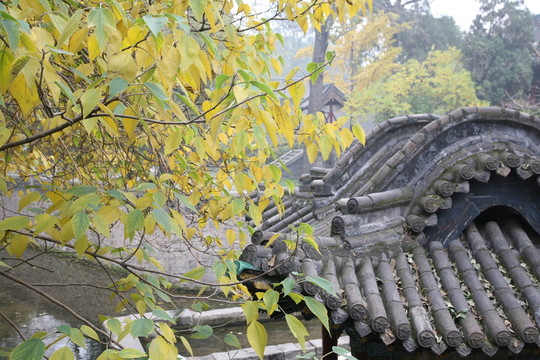 古代屋頂