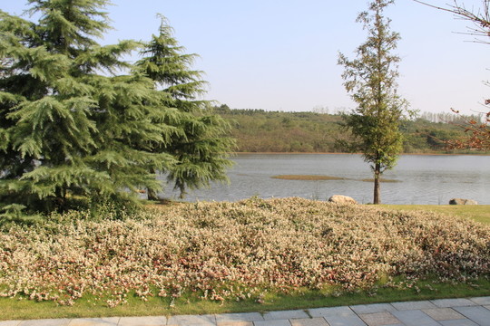 別墅區(qū)景觀