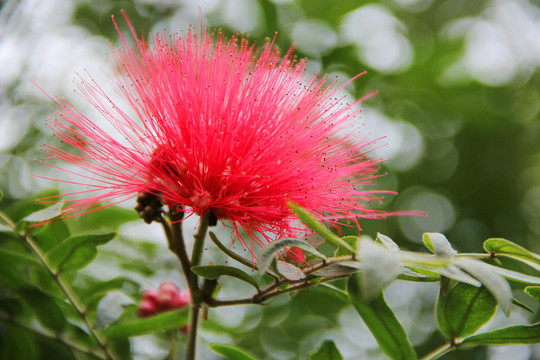 朱櫻花