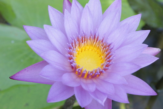 荷花